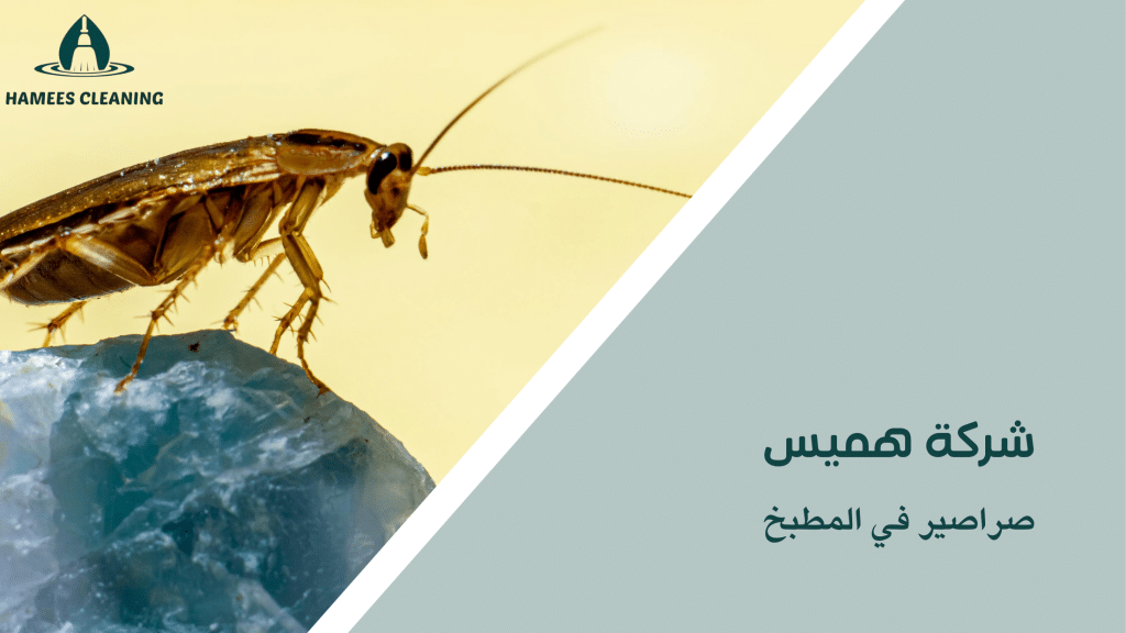 صراصير في المطبخ