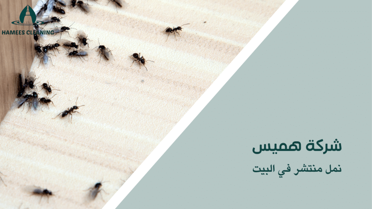 نمل منتشر في البيت
