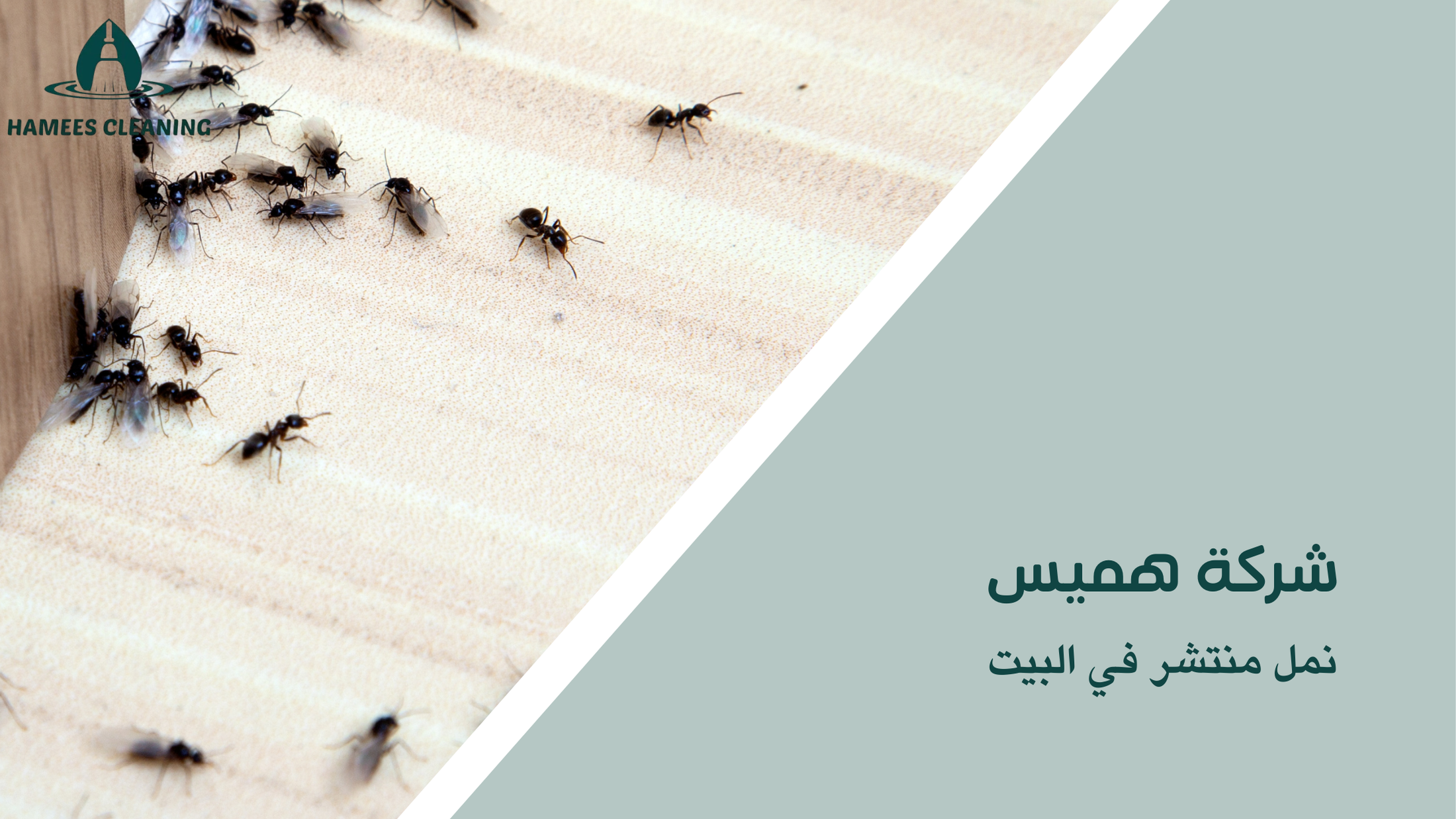 نمل منتشر في البيت