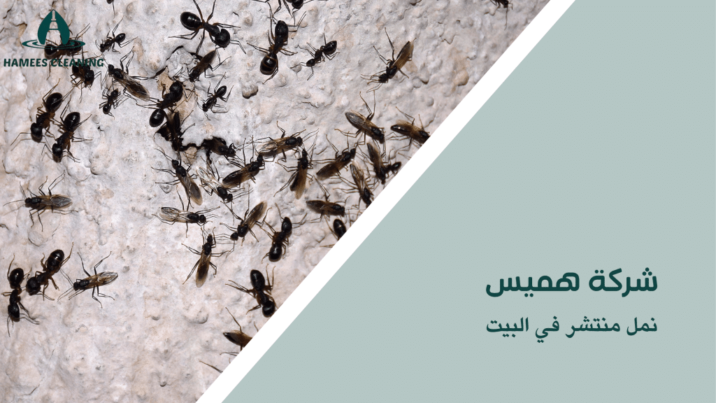 نمل منتشر في البيت