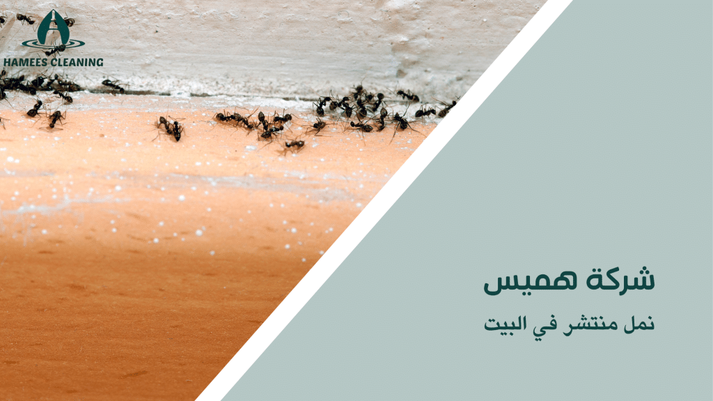 نمل منتشر في البيت