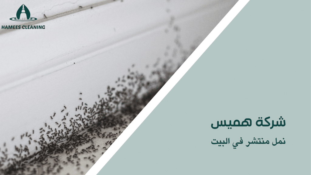 نمل منتشر في البيت