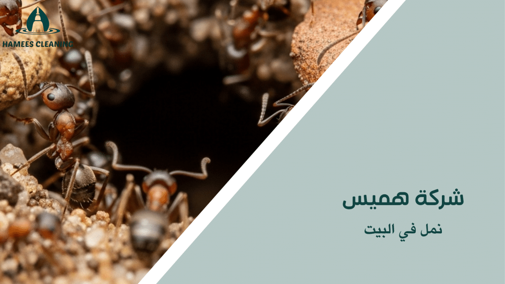 نمل في البيت