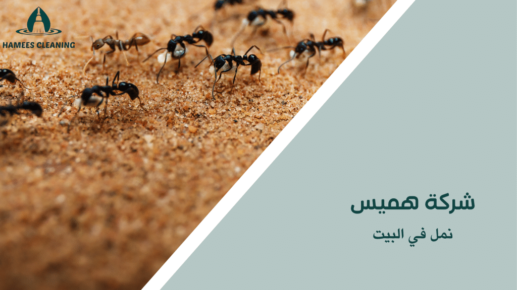 نمل في البيت