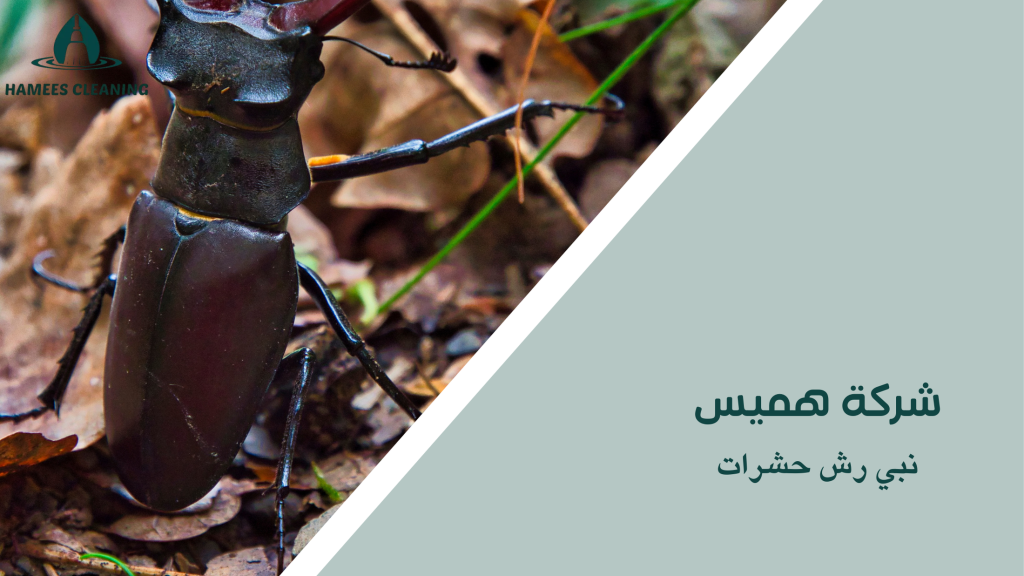 نبي رش حشرات