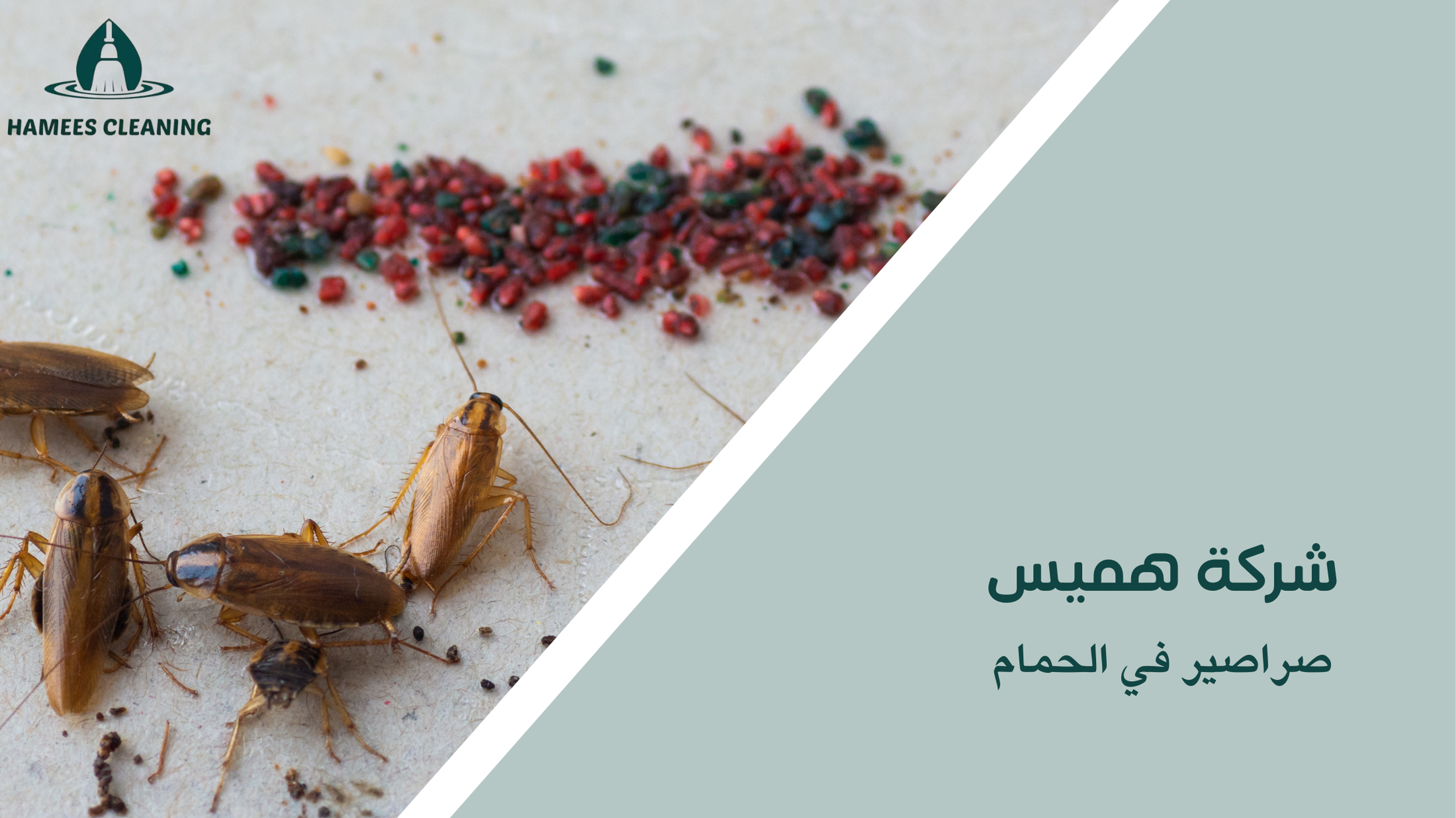 صراصير في الحمام