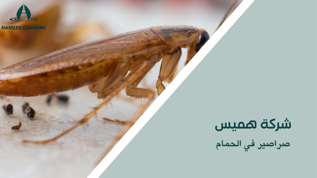 صراصير في الحمام