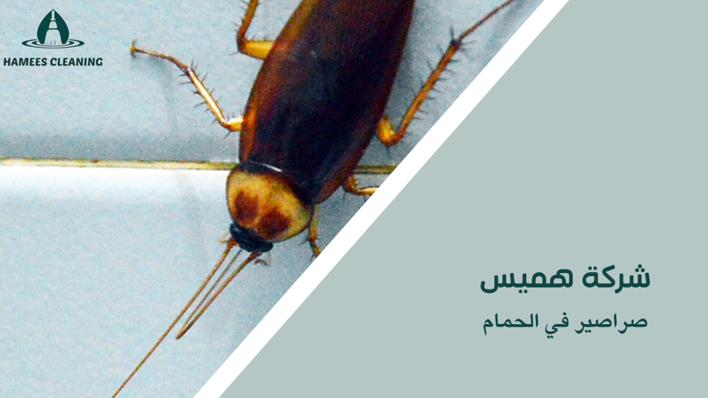 صراصير في الحمام