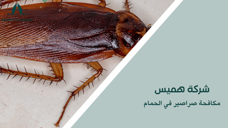 مكافحة صراصير في الحمام