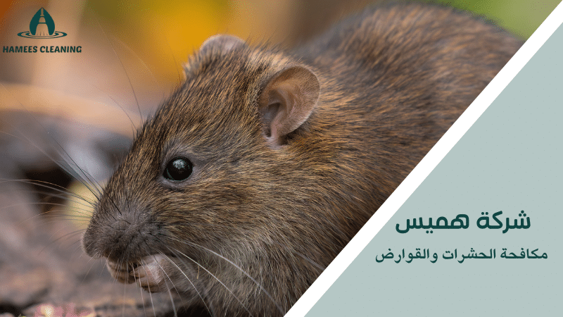 مكافحة الحشرات والقوارض