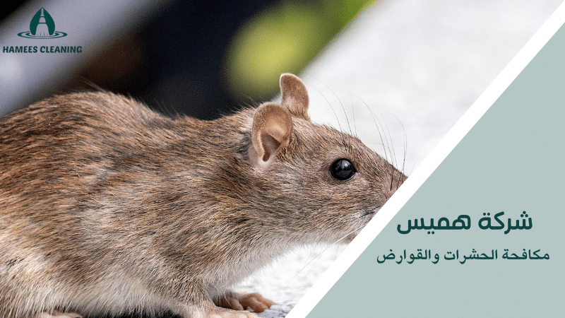 مكافحة الحشرات والقوارض