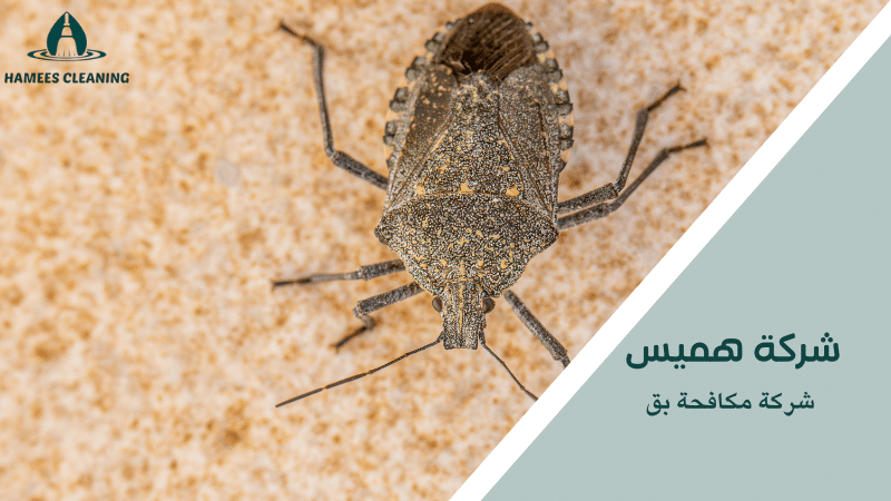 شركة مكافحة بق