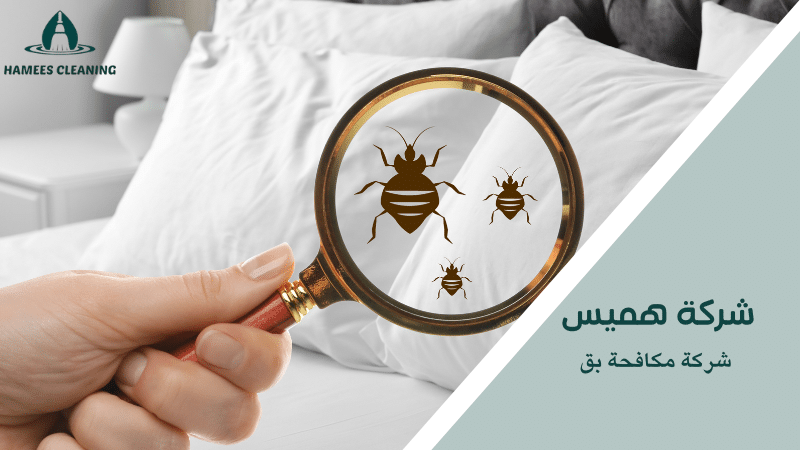 شركة مكافحة بق