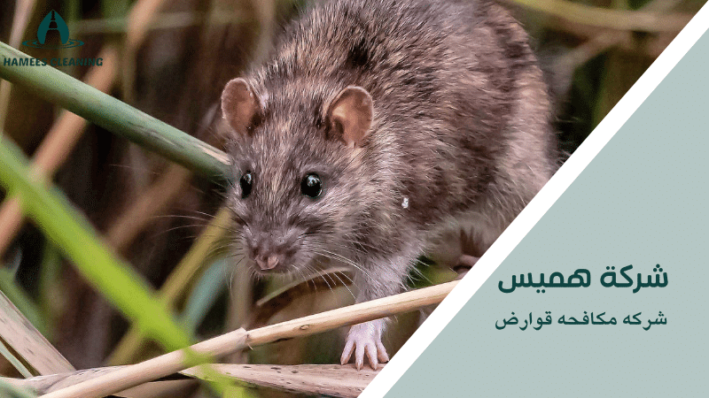 شركه مكافحه قوارض
