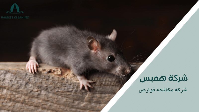 شركه مكافحه قوارض